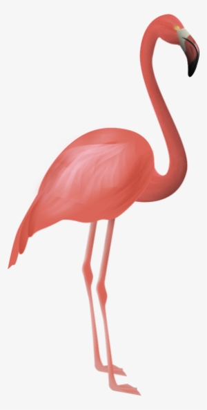 Flamenco - Flamenco Png