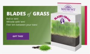 Blades Grass Cta Mobile - Vote Yes Transit Referendum