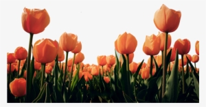 Tulipee-2 - Look For The Miracle In All Things