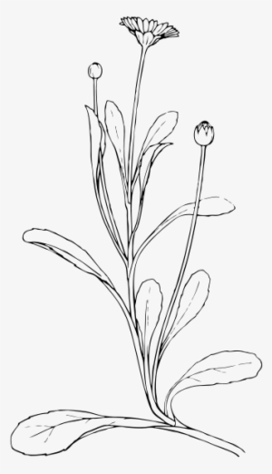 Field Daisy Clipart Png For Web - Plant Drawing Png