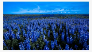 Score 50% - Bluebonnet