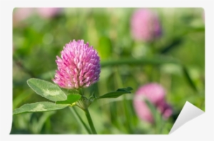 Clover