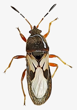 Chinch Bugs Are Major Pests Of Turf Grasses - Chinch Bug