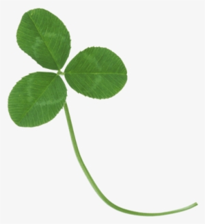 Clover Three Dark - Real Clover Transparent Background