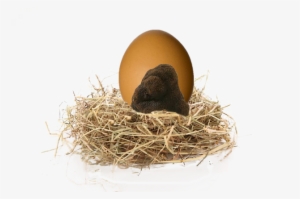 Huevo Trufado Sobre Nido Paja - Egg
