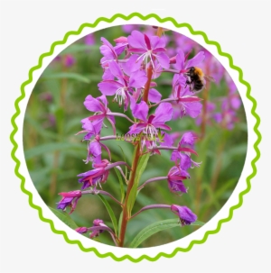Rosebay Willowherb Tea In A Field - Fireweed