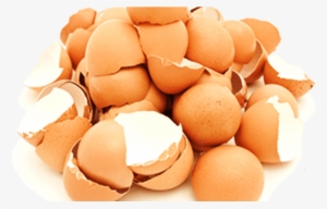 ¡cuando Sepas Los Beneficios De Los Cascarones De Huevo - Eggshell