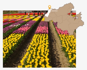 Image Of Tanto And Map - Tulip