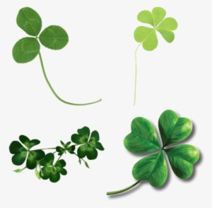 Clover