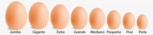 Tamaños, Mínimo, Máximo, Medida - Tamaños De Los Huevos