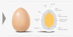 Parte Amarilla Del Huevo - Circle