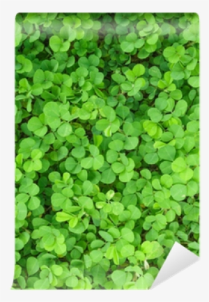 Clover