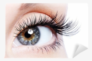 Beauty Female Eye With Curl Long False Eyelashes Wall - Organic Castor Oil By Sky Organics
