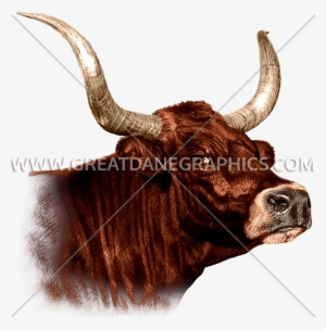 Bull