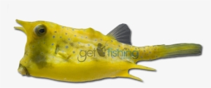 Longhorn Cowfish - Cowfish Transparent