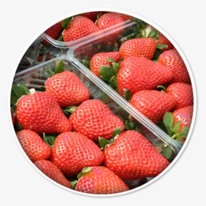 Paseo - Variedad De Fresa Cabrillo