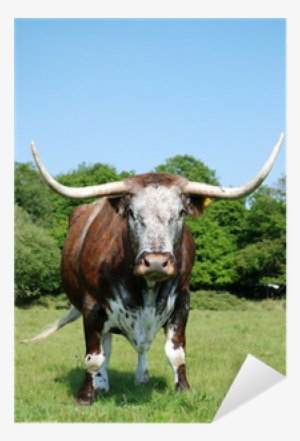 Vaca Con Cuernos Grandes