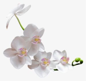 Orquídea Blanca - White Orchid Transparent Background