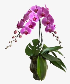 Orquídeas Vaso De Vidro - Vaso Orquidea Png