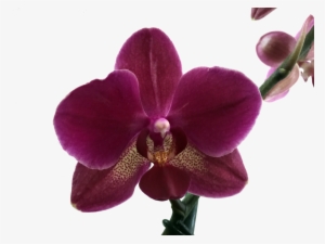 Orquideas Phalaenopsis - Solo Orquideas