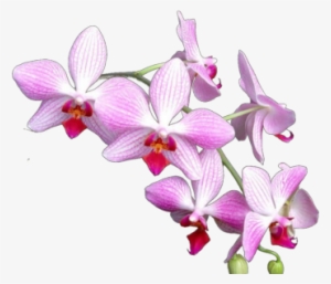 Orquídeas Psd - Lagune Opal Dangle Earrings, Pink Purple Glass Drop