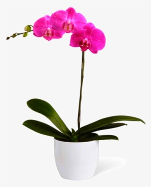 Orquídea Rosa - Orchid On Vase Png