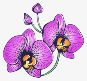 Orchid Flowers Decal - Orquideas Dibujo Png