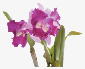 Ahora Bien, Si Deseas Congraciar Espacios Exteriores - Orquidea Cattleya Png