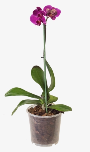 Orchid - Maceta De Orquideas Moradas