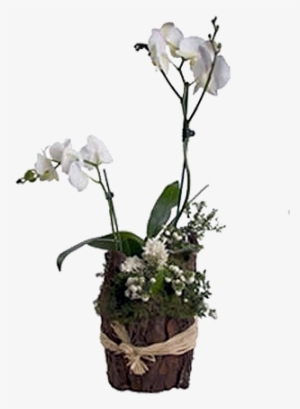 Orquídeas En Tronco De Árbol - Arreglos De Orquideas En Troncos