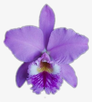 Orchids
