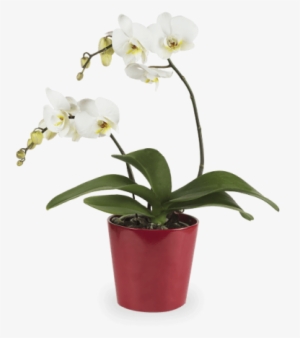 Sonrisa Brillante - Orchidea Bianca Png