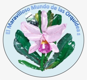 Semillero El Maravilloso Mundo De Las Orquideas - Innovation