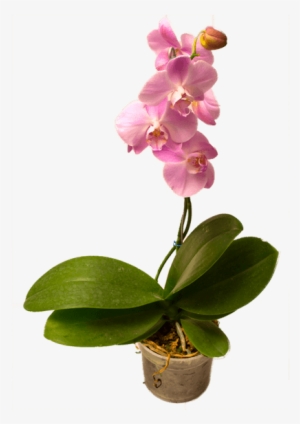 Orquídea Phallaenopsis - Orchids
