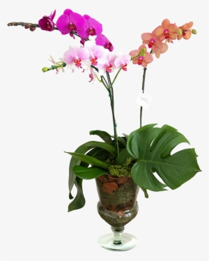 Orquídeas Vaso De Vidro - Orchids