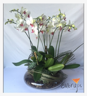 Planta Orquídea/suculentas - Planta De Orquidea