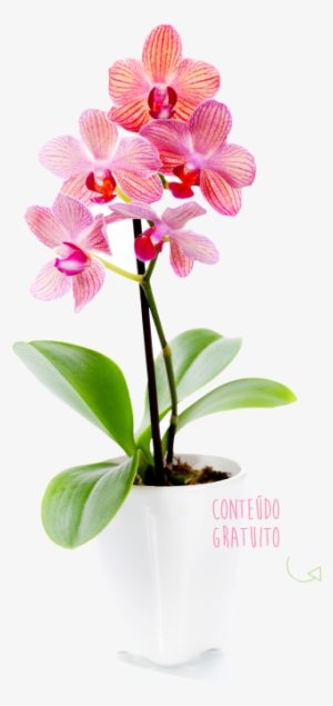 Orquídea Abc Das Orquídeas - Window Decal: Orchid Window, 70x25cm. Window Decal