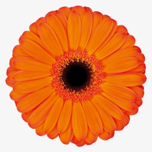 Florist Holland - Barberton Daisy