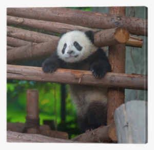 Giant Panda Trying To Climb Over A Wooden Pole Canvas - Giant Panda