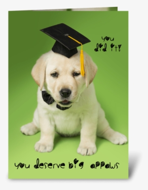 Big Appaws Graduation Dog Greeting Card - Stickers Citation All You Need Is Love