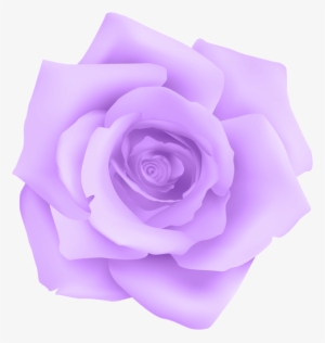 Rose Purple Transparent
