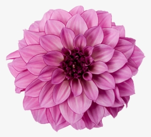 Dahlia Purple - Pink Dahlia Flower Png