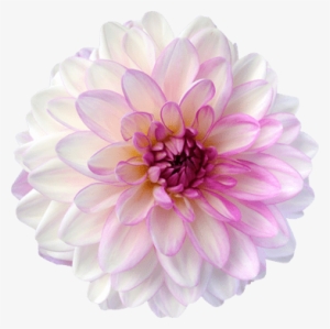 News, Nieuws - Dahlia Png