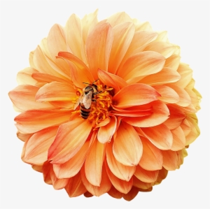 Dahlia, Dahlias, Bees, Autumn, Asteraceae - Георгины Пнг
