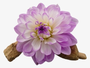 Dahlia Dahlia Flower White - Transparent Flower White And Purple Png