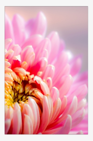 For The Love Of Dahlia - Giclee Print: Chrysanthenum Pink By Lebens Art : 36x48in