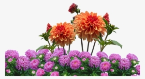Jewelry, Dahlias, Autumn, Dahlia Garden, Blossom - Gambar Taman Bunga Untuk