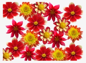 Garden,garden,dalia,late Summer, - Cafepress ! Samsung Galaxy S8 Plus Case