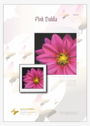 Prev - African Daisy