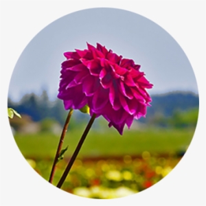 Two Magenta Dahlia Blooms At Swan Island Dahlias In - Swan Island Dahlias